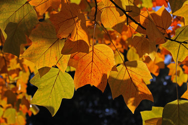 15 TULIP POPLAR TREE Yellow Flower Liriodendron Tulipifera Whitewood Seeds